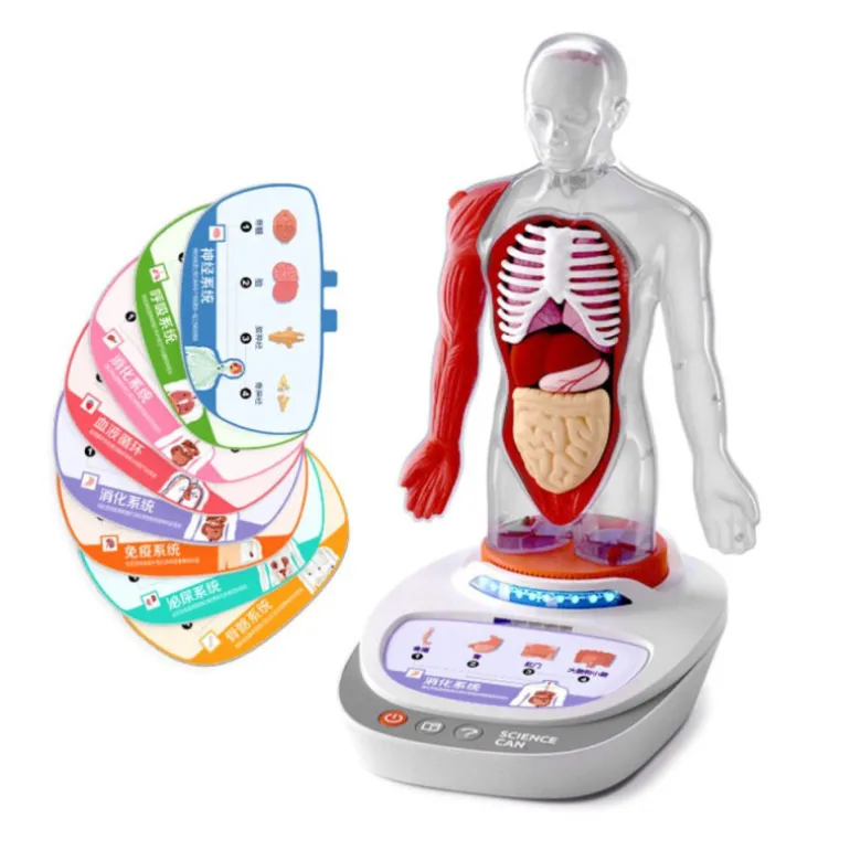 Canal Science Mi Cuerpo Voz Pedia 3D