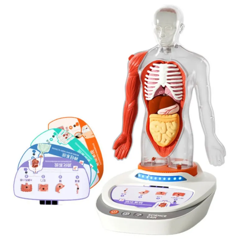 Canal Science Mi Cuerpo Voz Pedia 3D