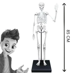 Esqueleto 85 cm