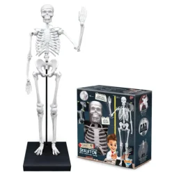 Esqueleto 85 cm