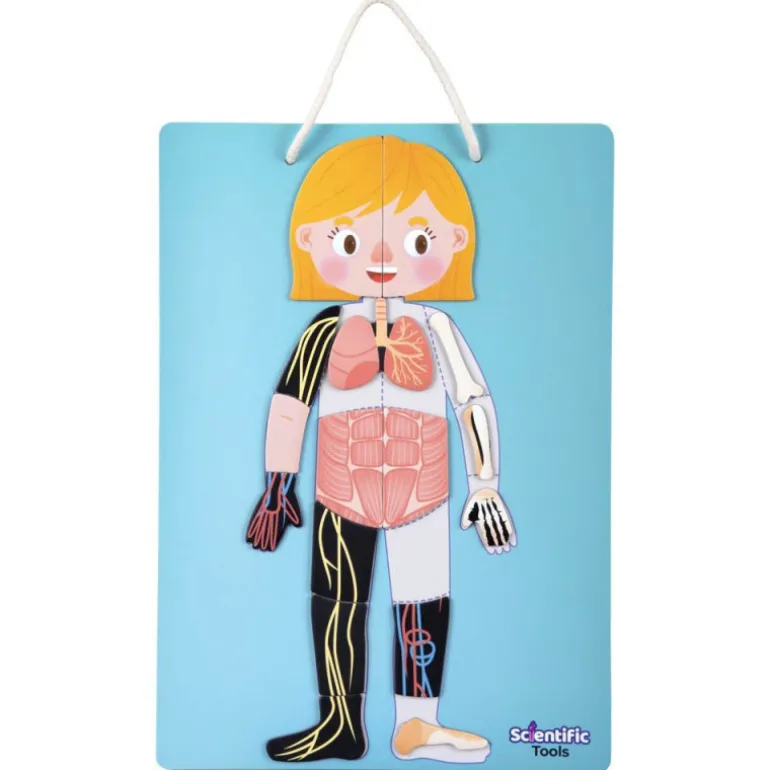 Scientific Tools Aprendo el Cuerpo Humano Magnético